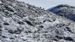 ?Семья архаров в Синьцзяне