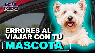 Claves para que su perro viaje tranquilo en el carro | Lo Sé Todo