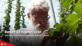 Falling demand for hops: Lower beer consumption hurts farmers in Spalt