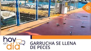 Today | A strange phenomenon fills the pavement of the Garrucha port in Almería with fish