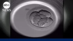 One couple’s fight over embryos plays out in New York courts