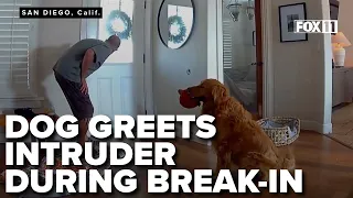 WATCH: Golden retriever offers toys, tail wags to intruder instead of guarding home