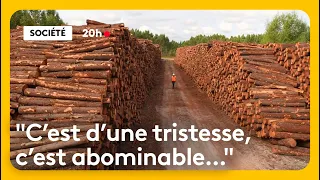 Gironde wildfires: millions of tons of pine trees to be cleared