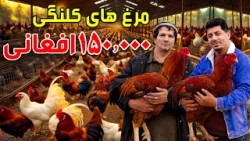 Sozha: Game fowls at AFN 150,000 / سوژه: مرغ های کلنگی ۱۵۰٬۰۰۰ افغانی Sozha: Game fowls at AFN 150,000 / سوژه: مرغ های کلنگی ۱۵۰٬۰۰۰ افغانی