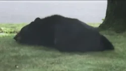 Что следует помнить в связи с участившимися случаями обнаружения медведей в Коннектикуте