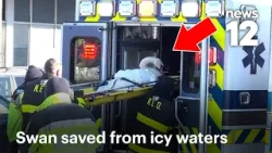 Пожарные спасли лебедя, замерзшего в ледяной воде реки | Новости 12