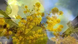 El Guayacán posee una de las maderas más resistentes del mundo. 16-03-2026