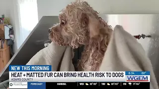 Skipping dog grooming appointments can lead to skin infections, restricted blood flow