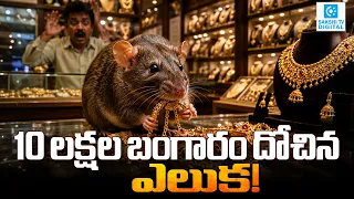 Rats Stole Gold Rings, Chains In Bizarre Karnataka | Rat Stole Gold Viral Video | Sakshi Tv Digital