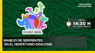 Snake Handling at the Draconis Herpetarium | Zacango Animal | 08/27/2026