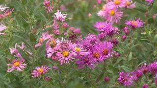 How asters can please your bees, and why brown leaves are your tree's cry for help