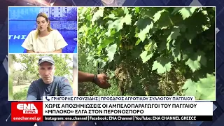 Καβάλα: "Μπλόκο" ΕΛΓΑ στις αποζημιώσεις για τον περονόσπορο