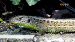 A fürge gyíkot választotta A Magyar Madártani és Természetvédelmi Egyesület az év hüllőjének