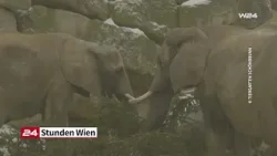 Elefanten fressen Schönbrunner Christbaum