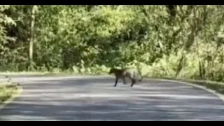 Small fox spotted at Parque Guasu Metropolitano in Asunción