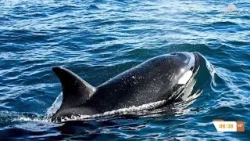 Medida preventivas en platas de Sonora ante el avistamiento de orcas y tiburones