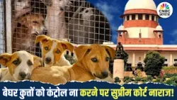Supreme Court on Stray Dogs | बेघर कुत्तों को कंट्रोल ना करने पर सुप्रीम कोर्ट नाराज! | Dog Attacks