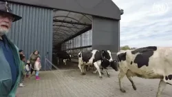 Zo dansen de koeien in Doornspijk de wei in