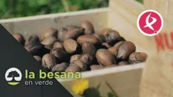 Una nuez con futuro | La Besana en Verde Una nuez con futuro | La Besana en Verde