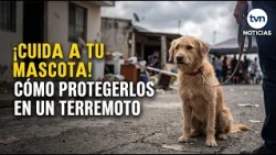 ¿Cómo proteger a sus mascotas en medio de un terremoto?