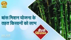 Hello Kisan | हैलो किसान: बांस मिशन योजना के तहत किसानों को लाभ | DD Kisan | 10/04/2026