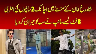 8-Foot Rat Snake Found At Shah Rukh Khan’s ‘Mannat | NAWAIWAQT