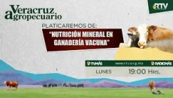 Veracruz Agropecuario - Nutrición Mineral en la Ganadería Vacuna Veracruz Agropecuario - Nutrición Mineral en la Ganadería Vacuna