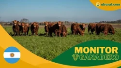 Livestock Market: Complete Report on Prices and Categories