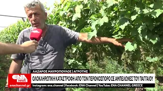 Ολοκληρωτική καταστροφή λόγω περονόσπορου στους αμπελώνες του Παγγαίου