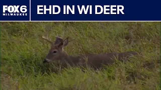 EHD in Wisconsin deer; what DNR officials are seeing | FOX6 News Milwaukee