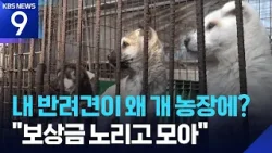 ‘개식용 금지 처벌’ 앞두고 사라진 ‘곰순이’ [9시 뉴스] / KBS  2026.01.29.