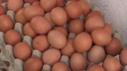 Как да разчетем яйцата в магазина Как да разчетем яйцата в магазина