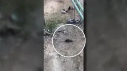 The 'vain little mouse' invades Ciudad Lineal: rodents even in the playground