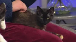 Two kittens looking for their forever homes