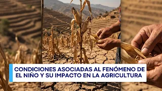 Análisis | Sequía afecta cultivos y eleva riesgo de inseguridad alimentaria en Guatemala