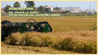 🌾 Del camp a la taula | Tot el procés del cultiu de l’arròs