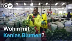 Iran-Krieg: Ein Problem für Kenias Blumenexporteure