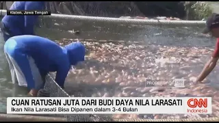 Dari 10 Jadi 50 Kolam, Petani Nila Klaten Raup Cuan Ratusan Juta