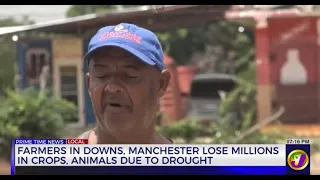 Farmers in Downs, Manchester Lose Millions in Crops, Animals due to Drought | TVJ News