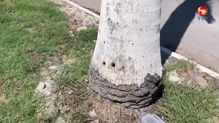 Intentional killing of palm trees in Los Mochis under investigation