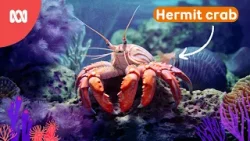 Hermit Crab tries a new shell | Reef School Stories
