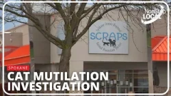 Mutilated Cat Found by a Spokane Woman Raises Concern