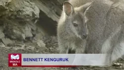 Miskolc Ma 2024.04.18.: Bennett kenguruk születtek az állatkertben