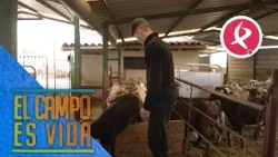 Jose prueba por primera vez un truco para separar los chivos de las madres | El campo es vida Jose prueba por primera vez un truco para separar los chivos de las madres | El campo es vida