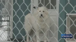 Cold weather tips for different dog breeds