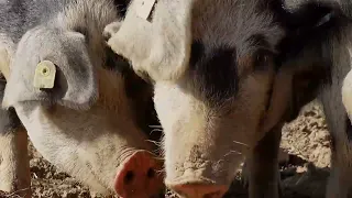 ACONTECER 2nd 09/15 RAUL FRANCO deactivated soy for pigs