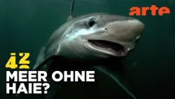 VERSCHWINDEN die HAIE aus den Meeren? | 42 - Die Antwort auf fast alles Reupload | ARTE VERSCHWINDEN die HAIE aus den Meeren? | 42 - Die Antwort auf fast alles Reupload | ARTE