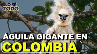 The Discovery of a Live Harpy Eagle in the Buenaventura Forest Reserve | Lo Sé Todo