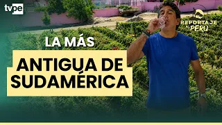 The oldest vineyard in South America is in Peru