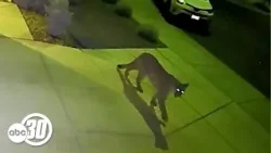 В районе Мерседа замечен пума, бродящая по окрестностям.